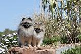 SPITZ ALLEMAND 122